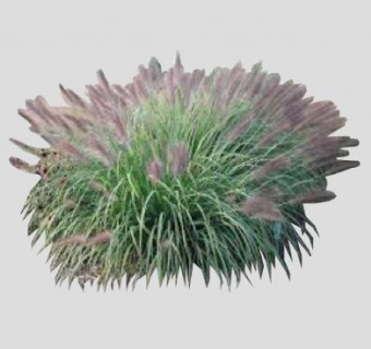 金红羽狼尾草SU模型下载_sketchup草图大师SKP模型