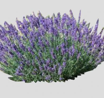 薰衣草唇形科植物SU模型下载_sketchup草图大师SKP模型