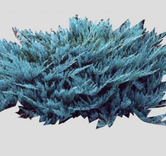 蓝色杜松植物SU模型下载_sketchup草图大师SKP模型