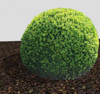 锦熟黄杨植物SU模型下载_sketchup草图大师SKP模型