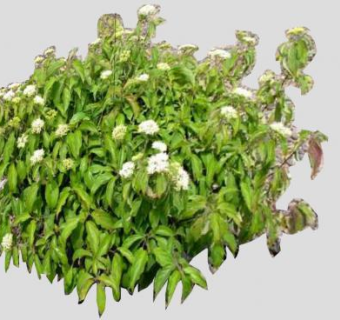 矮山茱萸植物SU模型下载_sketchup草图大师SKP模型