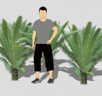 华南苏铁植物SU模型下载_sketchup草图大师SKP模型