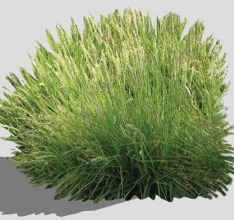 柳枝稷观赏草SU模型下载_sketchup草图大师SKP模型