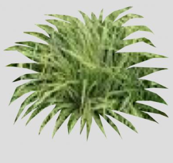 莎草观赏草植物SU模型下载_sketchup草图大师SKP模型