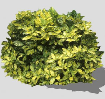 桃叶珊瑚常绿灌木SU模型下载_sketchup草图大师SKP模型