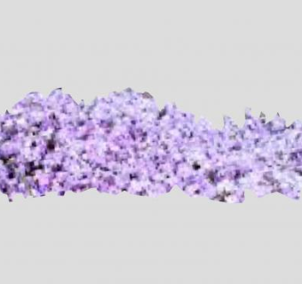 草夹竹桃属植物SU模型下载_sketchup草图大师SKP模型