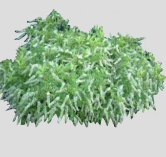 开花的灌木SU模型下载_sketchup草图大师SKP模型