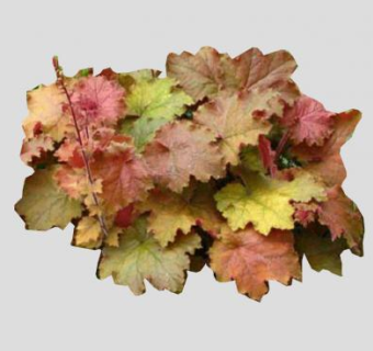 珊瑚钟耐寒植物SU模型下载_sketchup草图大师SKP模型