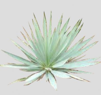 丝兰属龙舌兰科植物SU模型下载_sketchup草图大师SKP模型