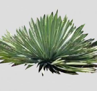 丝兰属观赏植物SU模型下载_sketchup草图大师SKP模型