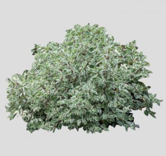 山茱萸属灌木植物SU模型下载_sketchup草图大师SKP模型