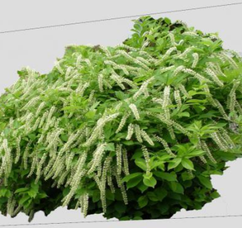 鼠刺属植物SU模型下载_sketchup草图大师SKP模型