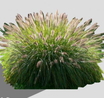 2D狼尾草植物SU模型下载_sketchup草图大师SKP模型