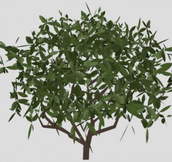 小型绿叶木本灌木植物SU模型下载_sketchup草图大师SKP模型