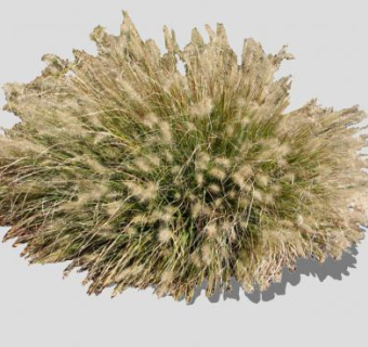 2D羽绒狼尾草植物SU模型下载_sketchup草图大师SKP模型