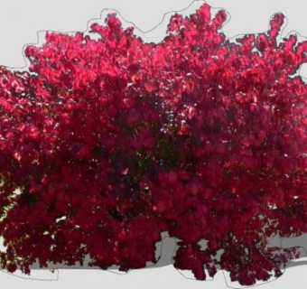卫矛灌木植物SU模型下载_sketchup草图大师SKP模型