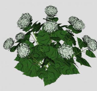白色绣球花植物SU模型下载_sketchup草图大师SKP模型