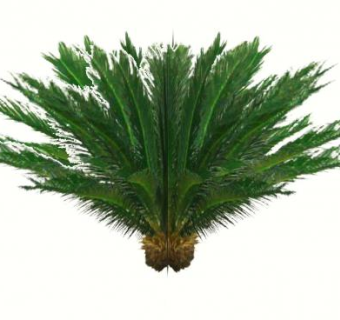 掌状枝叶灌木植物SU模型下载_sketchup草图大师SKP模型