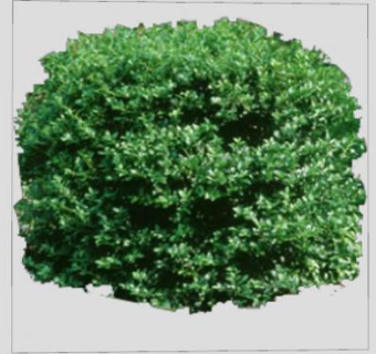 2D黄杨常绿灌木植物SU模型下载_sketchup草图大师SKP模型