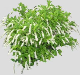 鼠刺属灌木植物SU模型下载_sketchup草图大师SKP模型