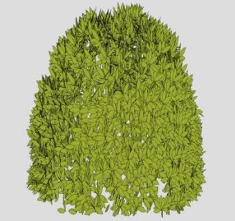 黄杨灌木SU模型下载_sketchup草图大师SKP模型