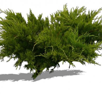 刺柏属常绿灌木SU模型下载_sketchup草图大师SKP模型