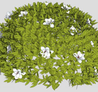 白色杜鹃花落叶灌木SU模型下载_sketchup草图大师SKP模型