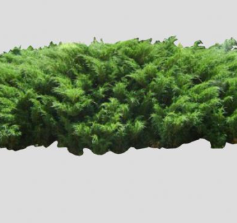 刺柏属树木林SU模型下载_sketchup草图大师SKP模型