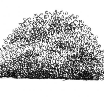 墨水手绘灌木SU模型下载_sketchup草图大师SKP模型