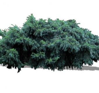 欧洲红豆杉常绿植物SU模型下载_sketchup草图大师SKP模型