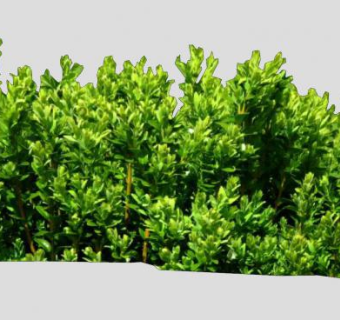 常绿木本植物丛SU模型下载_sketchup草图大师SKP模型