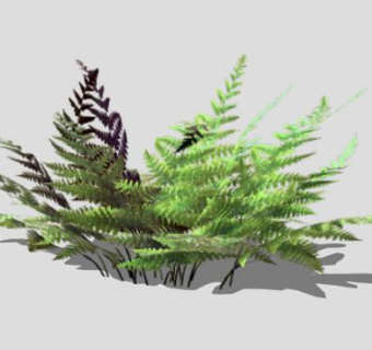 2D莎蔓芭亚蕨SU模型下载_sketchup草图大师SKP模型