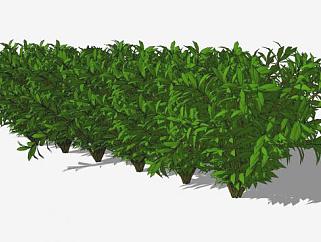 绿色灌木丛系列SU模型下载_sketchup草图大师SKP模型