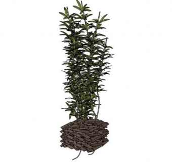 大型观叶灌木植物SU模型下载_sketchup草图大师SKP模型