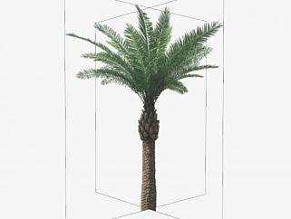 立体<em>棕榈</em>树植物SU模型下载_sketchup草图大师SKP模型
