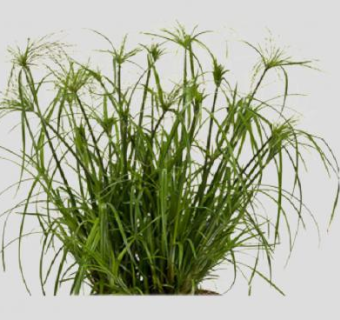 纸莎草植物SU模型下载_sketchup草图大师SKP模型