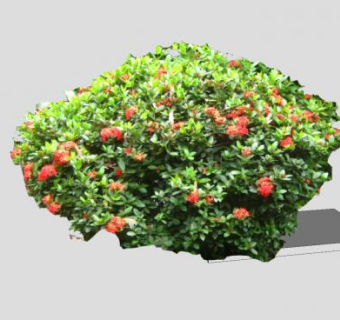 无忧花植物SU模型下载_sketchup草图大师SKP模型
