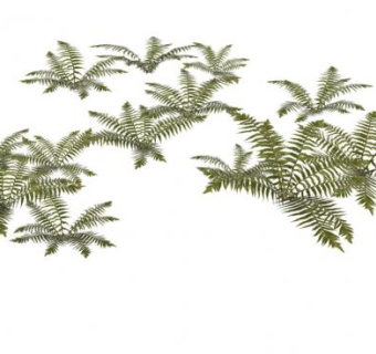 蕨类植物丛SU模型下载_sketchup草图大师SKP模型