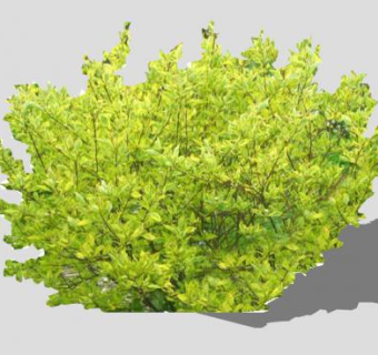 山茱萸属观叶植物SU模型下载_sketchup草图大师SKP模型