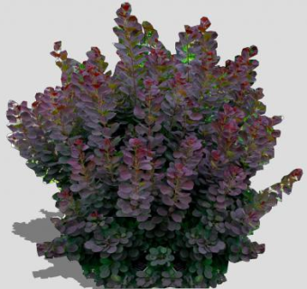 黄栌属灌木植物SU模型下载_sketchup草图大师SKP模型