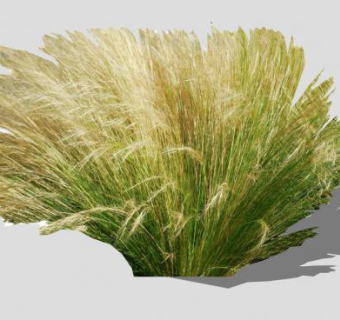 细茎针茅植物SU模型下载_sketchup草图大师SKP模型