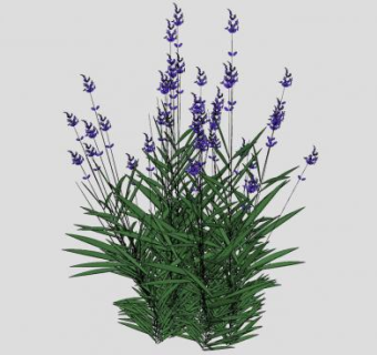 墨西哥鼠尾草植物SU模型下载_sketchup草图大师SKP模型