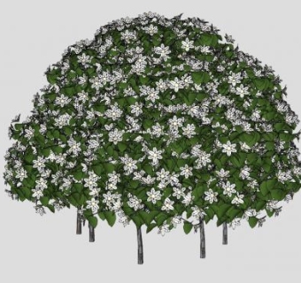 山梅花灌木植物SU模型下载_sketchup草图大师SKP模型