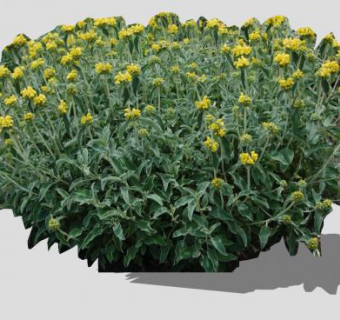 糙苏属植物SU模型下载_sketchup草图大师SKP模型