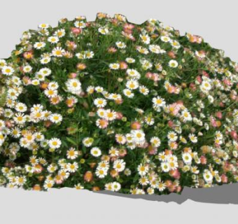 飞蓬属开花植物SU模型下载_sketchup草图大师SKP模型