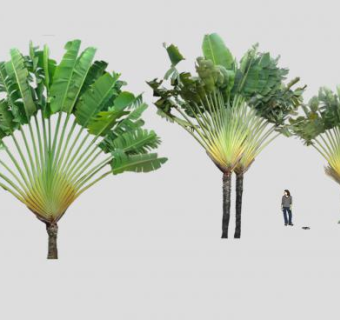 芭蕉属植物系列SU模型下载_sketchup草图大师SKP模型