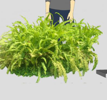 肾蕨属骨碎补科植物SU模型下载_sketchup草图大师SKP模型