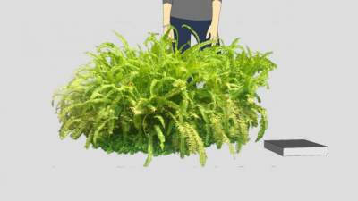 肾蕨属骨碎补科植物SU模型下载_sketchup草图大师SKP模型