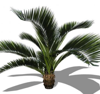 常绿小乔木棕榈树SU模型下载_sketchup草图大师SKP模型