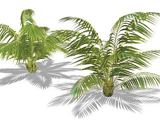 2棵棕榈树植物SU模型下载_sketchup草图大师SKP模型